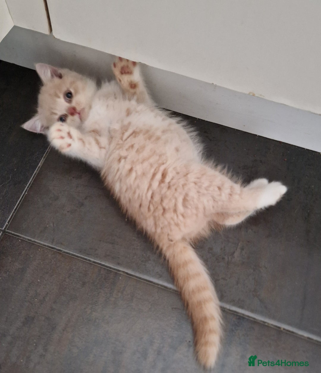 British Shorthair cats for sale: BEAUTIFUL BRITISH SHORTHAIR GCCF registered kitten - Image 5