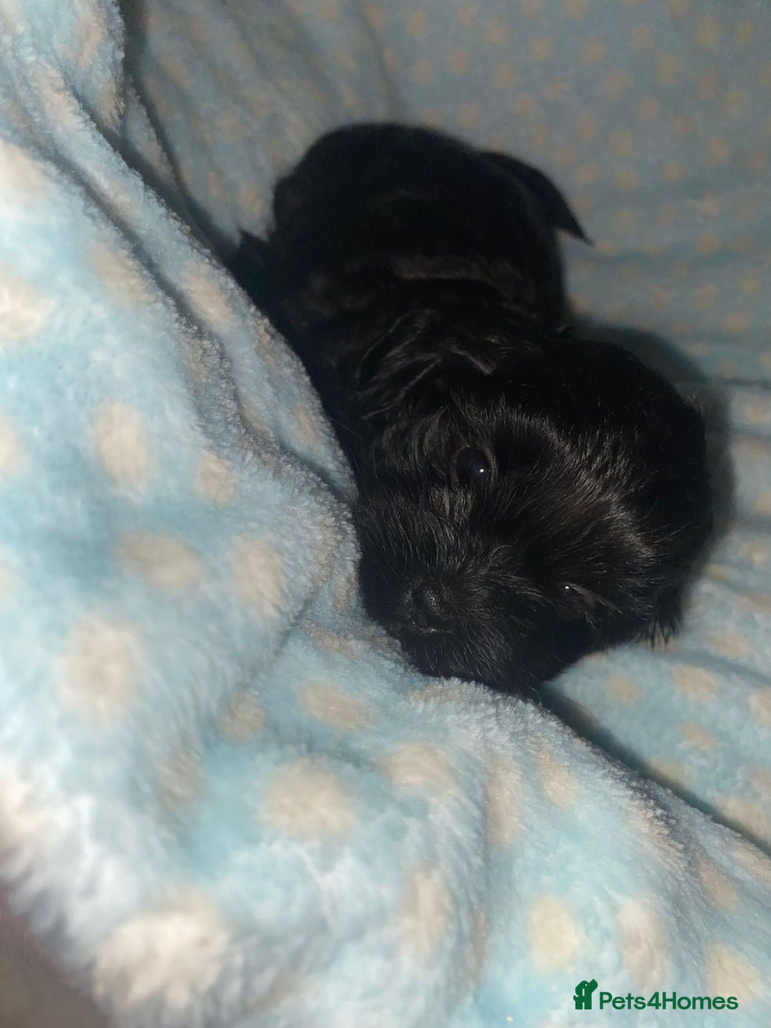 Shihpoo dogs for sale: Beautiful Shihpoos 🐶🐾 - Image 6