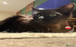 Mixed Breed cats for sale: ******s, looking for a new home  - Image 3