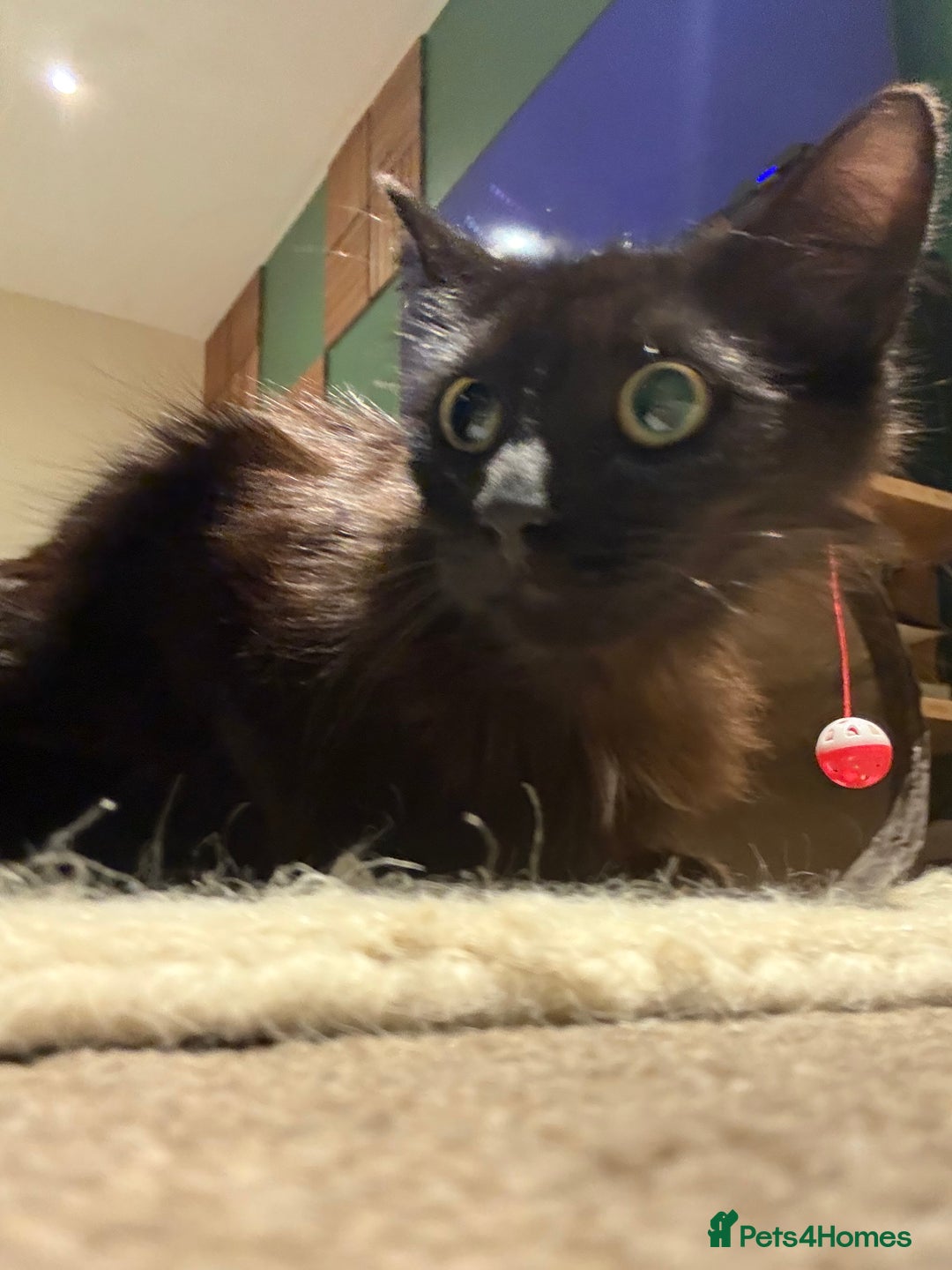 Mixed Breed cats for sale: ******s, looking for a new home  - Image 3