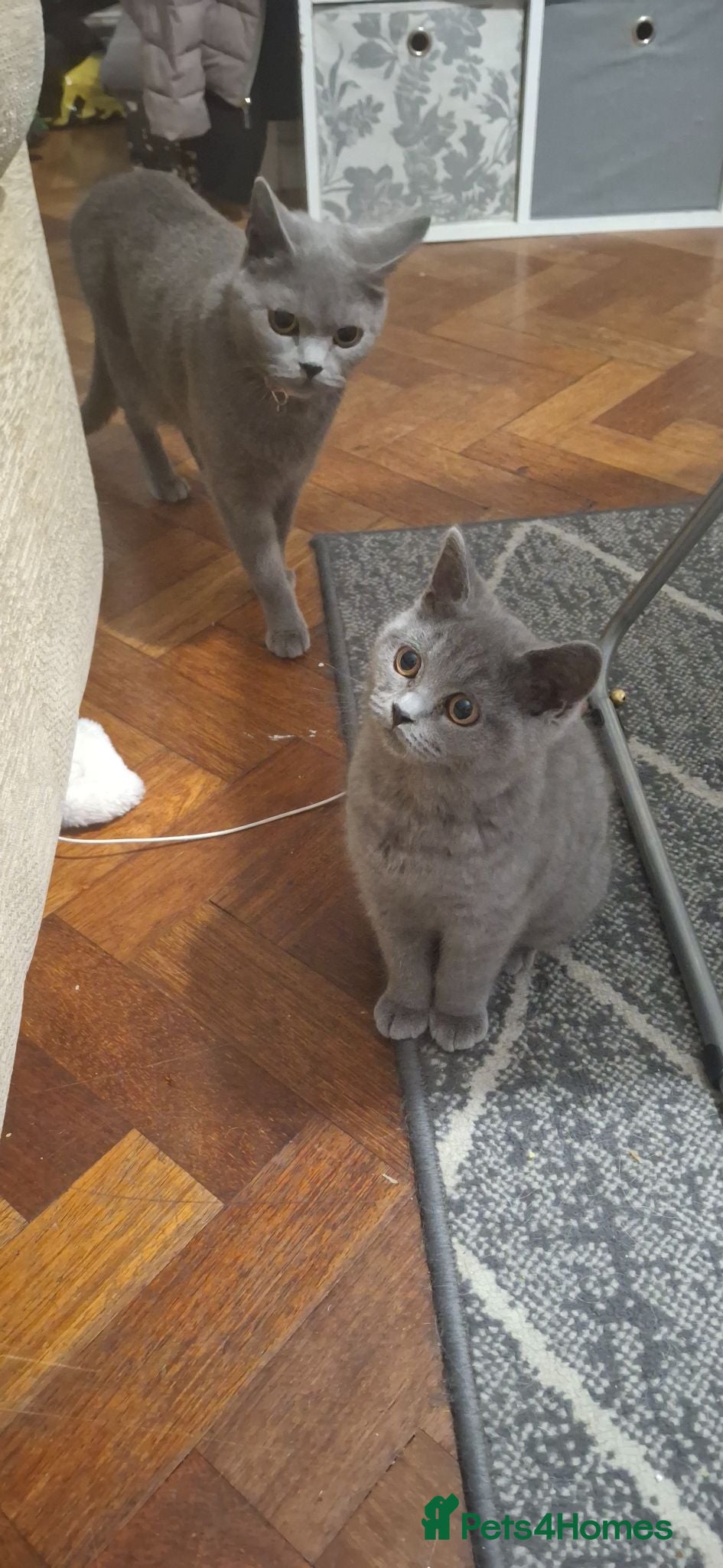 British Shorthair cats British blue girls - Advert 1