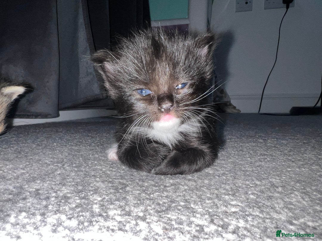 British Shorthair cats for sale: Female kittens - Image 11