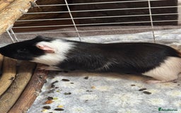 Guinea Pig rodents for sale: Male Guinea Pig - Advert 4