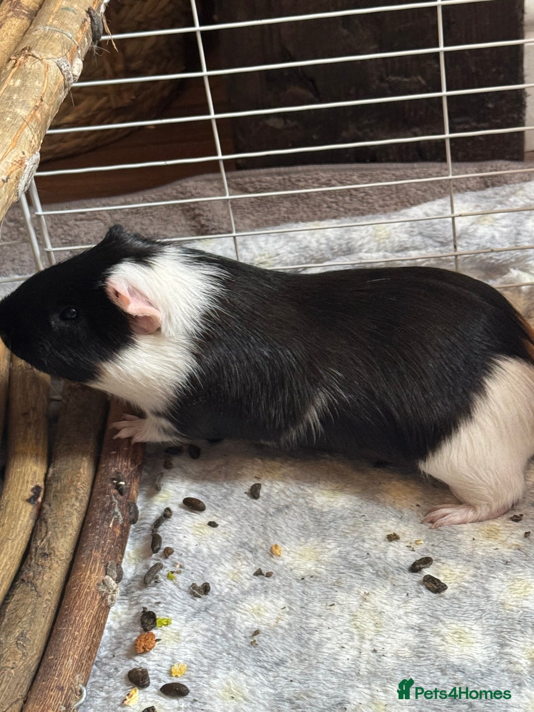 Guinea Pig rodents for sale: Male Guinea Pig - Advert 4