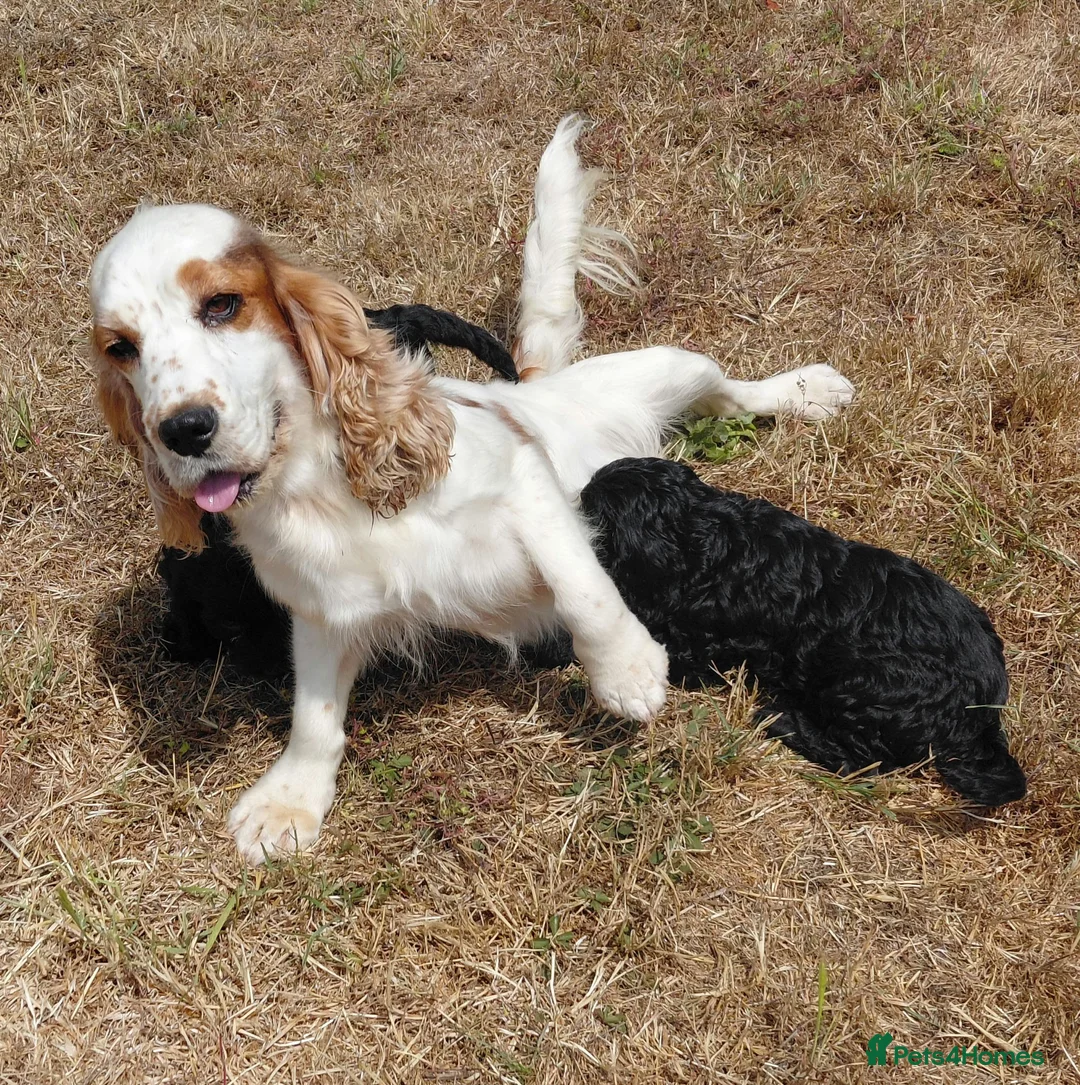Mixed Breed dogs for sale: Beautiful Black Cockalier-a-Poo Puppies  - Advert 2