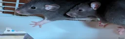 Rat rodents for sale: Beautiful baby Dumbo rats - Advert 9