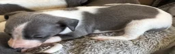Whippet dogs for sale: ✨ EXCEPTIONAL PEDIGREE WHIPPETS  - Advert 8