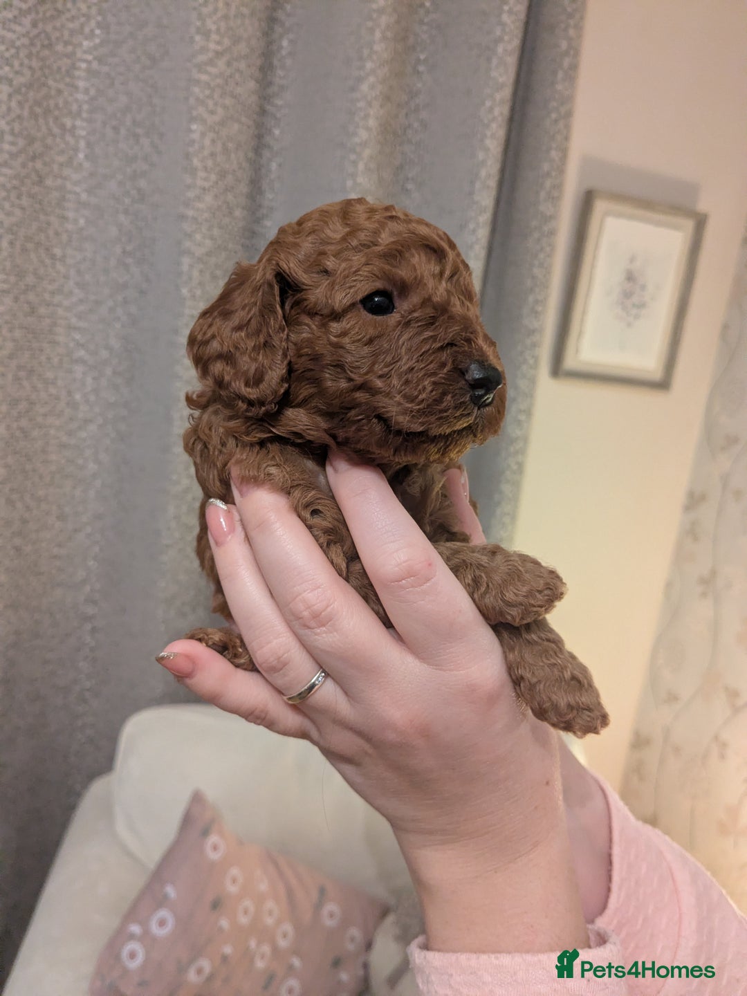 Cockapoo dogs for sale: ⭐Cockapoo beauties born to steal hearts⭐ - Advert 7