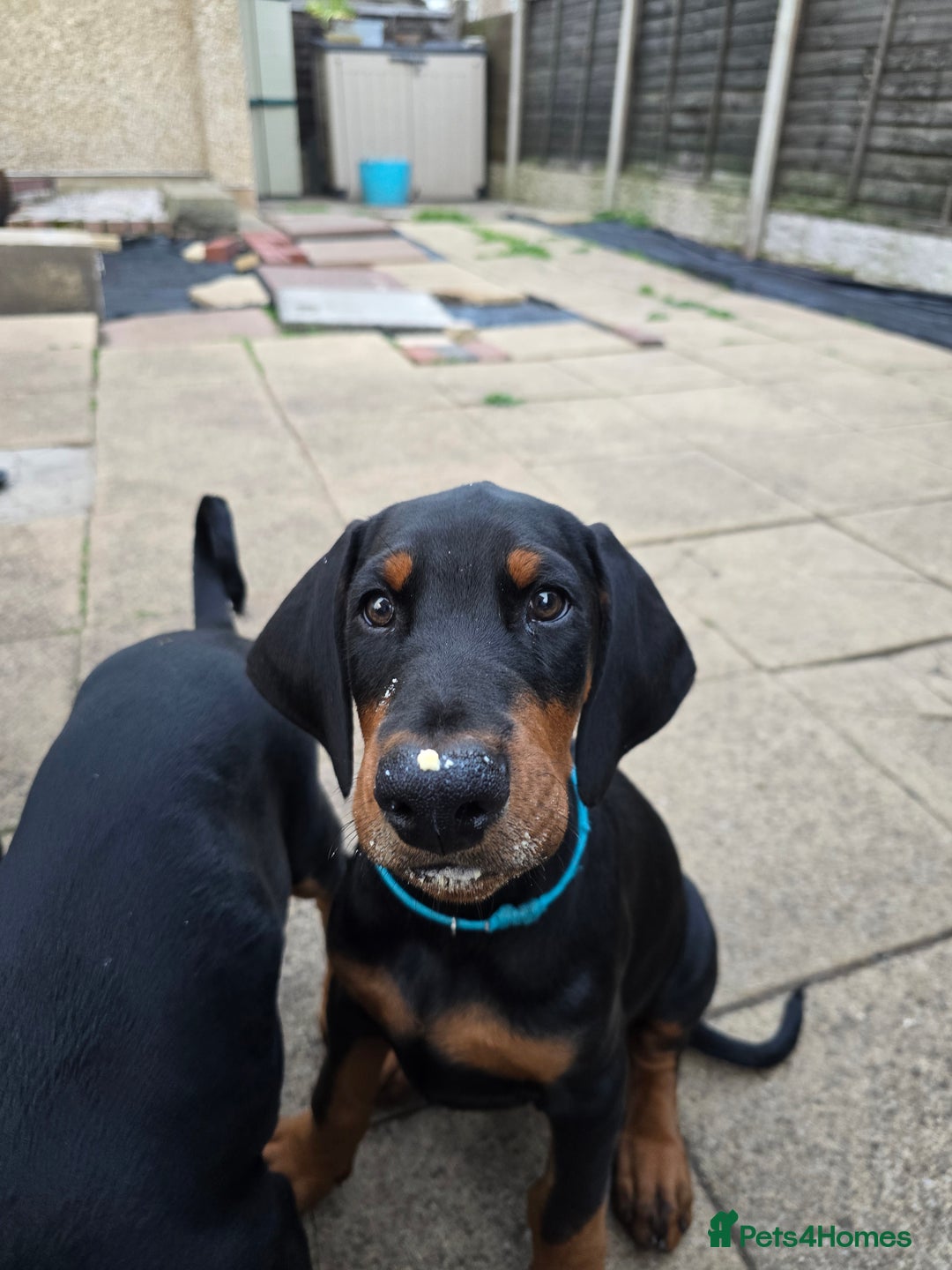 Dobermann dogs for sale: Dobermann puppies for sale in Morecambe - Image 3