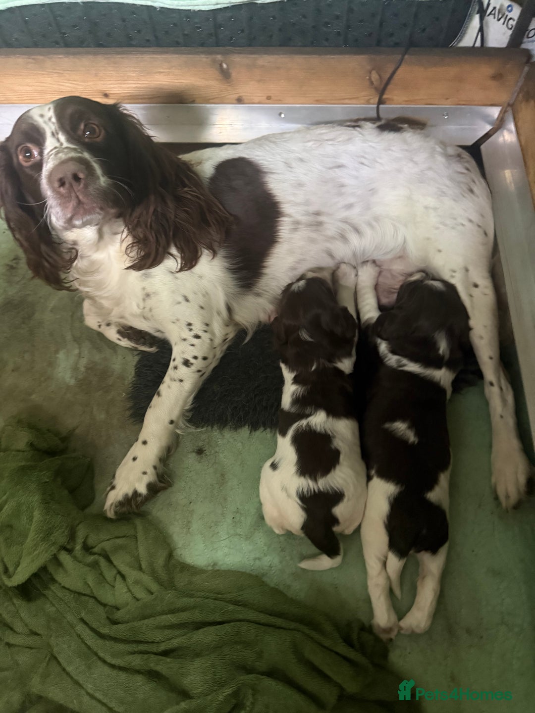 English Springer Spaniel dogs for sale: English Springer Spaniel Puppies - Advert 16