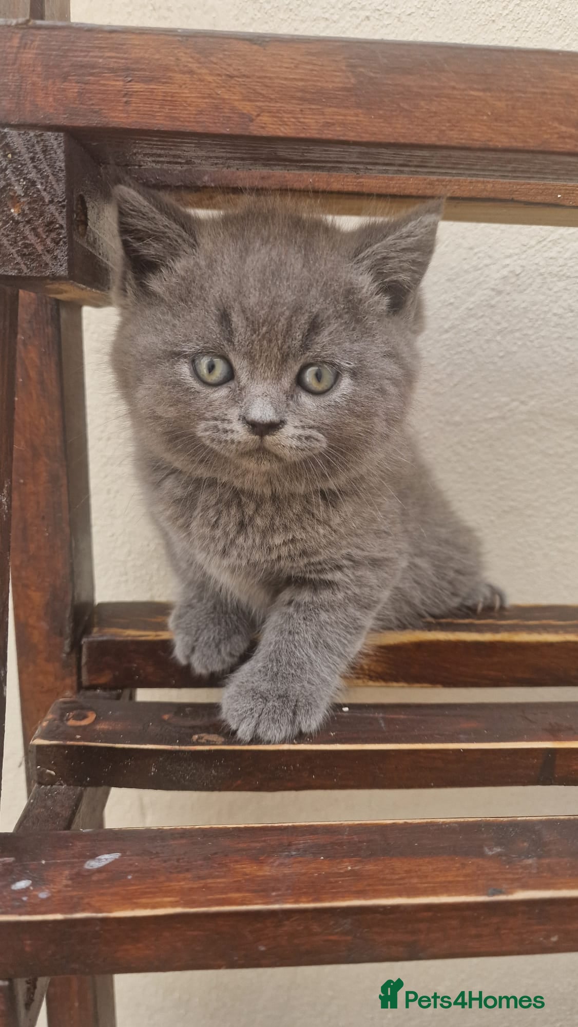 British Shorthair cats Scottish Fold kittens - Advert 2