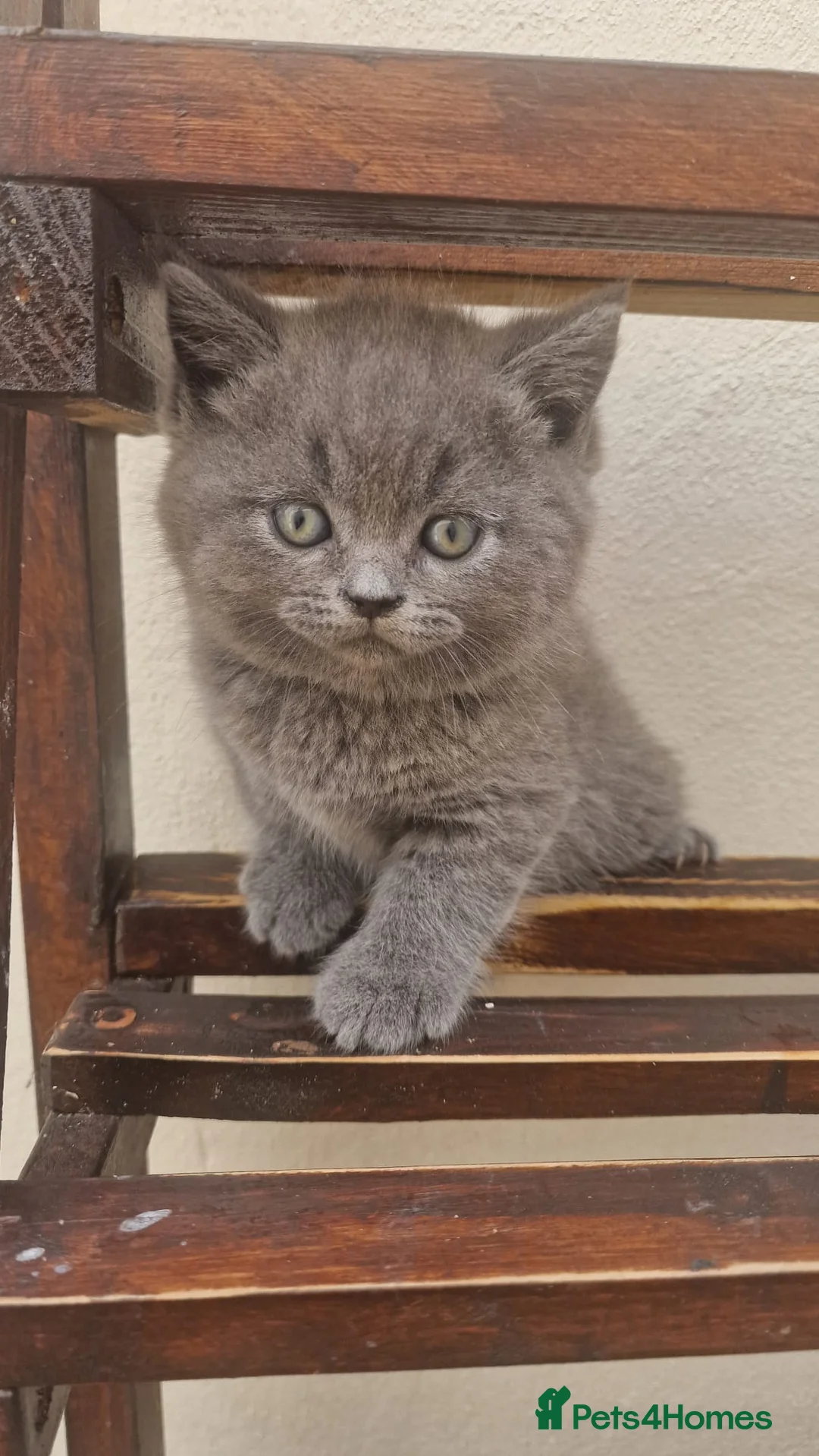 British Shorthair cats for sale: Scottish Fold kittens in London - Advert 2