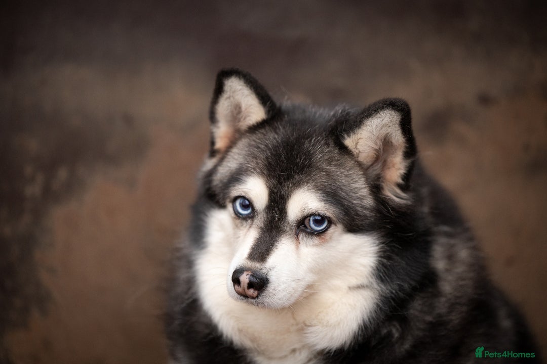 Alaskan Malamute dogs for adoption: GERA – Female Siberian Husky - Advert 3