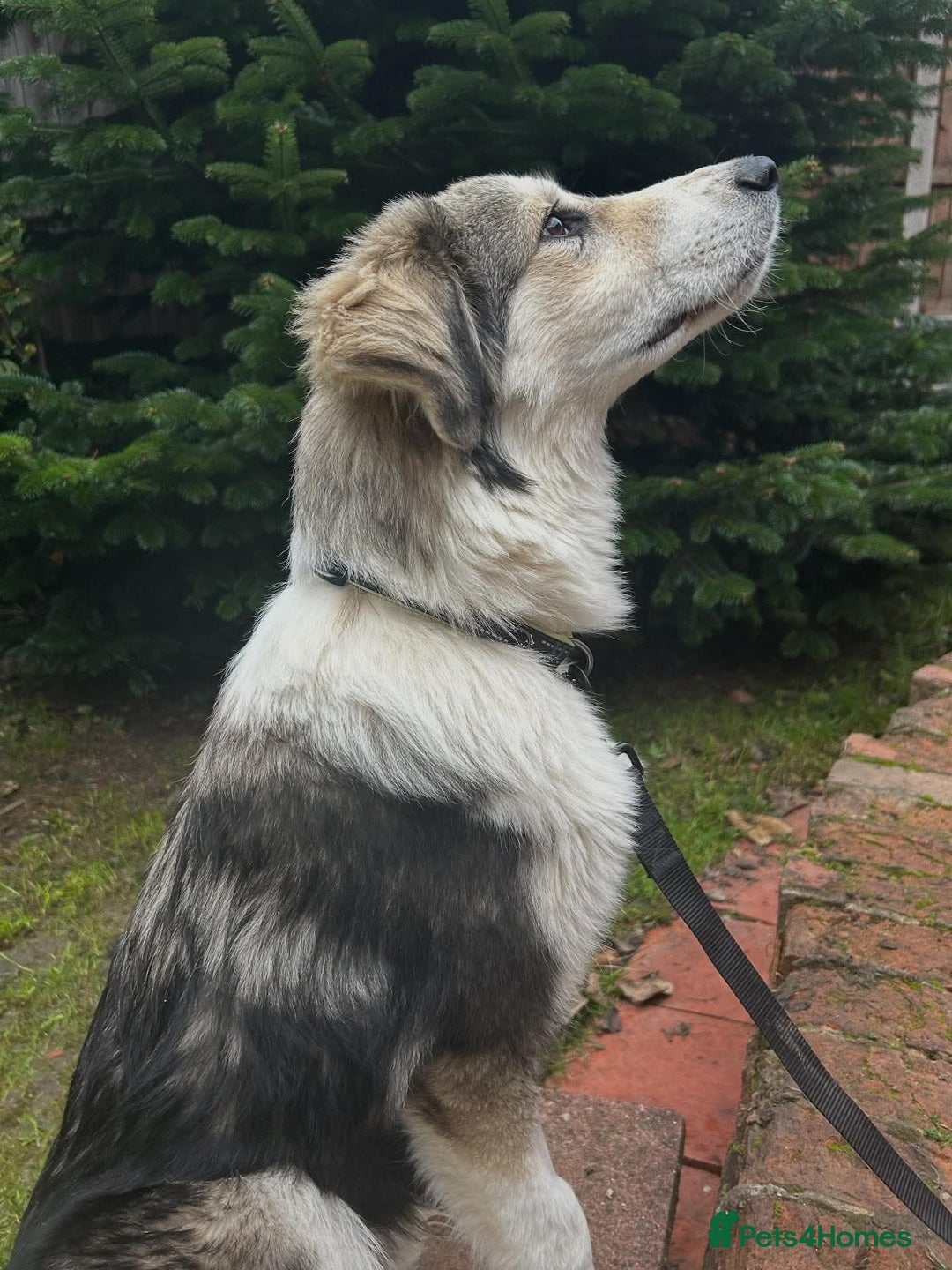 Mixed Breed dogs for adoption: Meet Bolt, currently residing in Blackpool - Advert 6