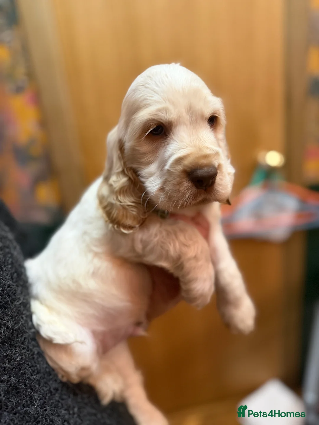 Cocker Spaniel dogs for sale: Show cocker spaniel pups - Advert 5
