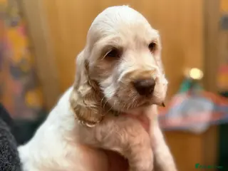 Cocker Spaniel dogs Show cocker spaniel pups ready now - Advert 9