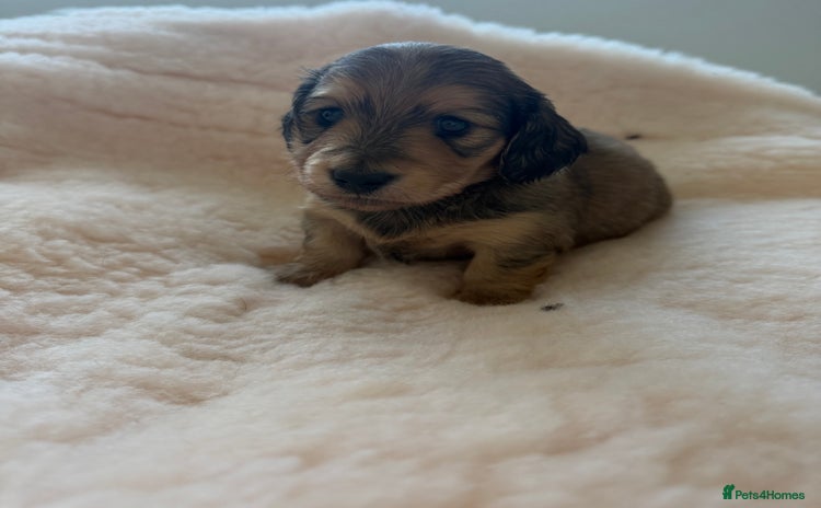 Miniature Dachshund dogs Exceptional mini long pups  - Advert 5