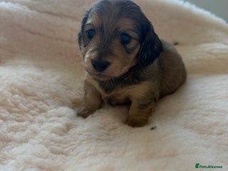 Miniature Dachshund dogs Exceptional mini long pups - Advert 10