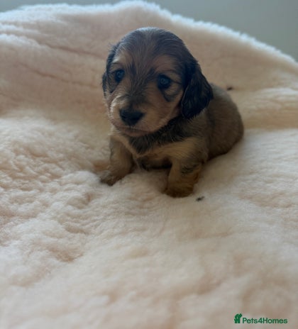 Miniature Dachshund dogs Exceptional mini long pups - Advert 5