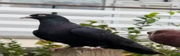Pigeons birds for sale: Afghani pigeons & 6 Female Racing for Sale  in London - Advert 5