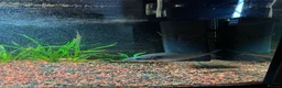 Piranhas fish for sale: BLACK MASK ELONGATUS PIRANHA  - Advert 2