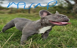 French Bulldog dogs for sale: Beautiful Fluffy French bulldogs - Image 12