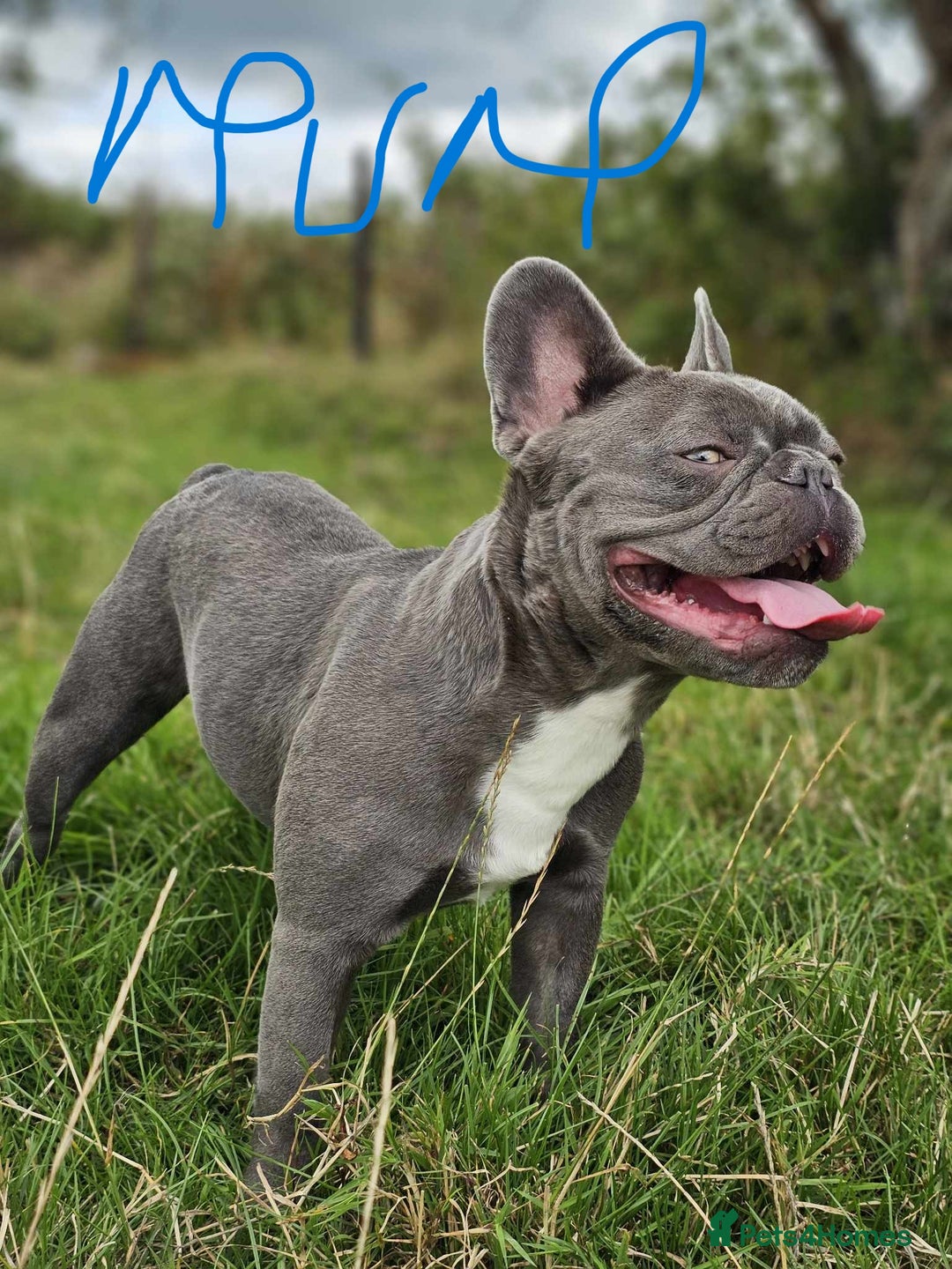 French Bulldog dogs for sale: Beautiful Fluffy French bulldogs - Image 12