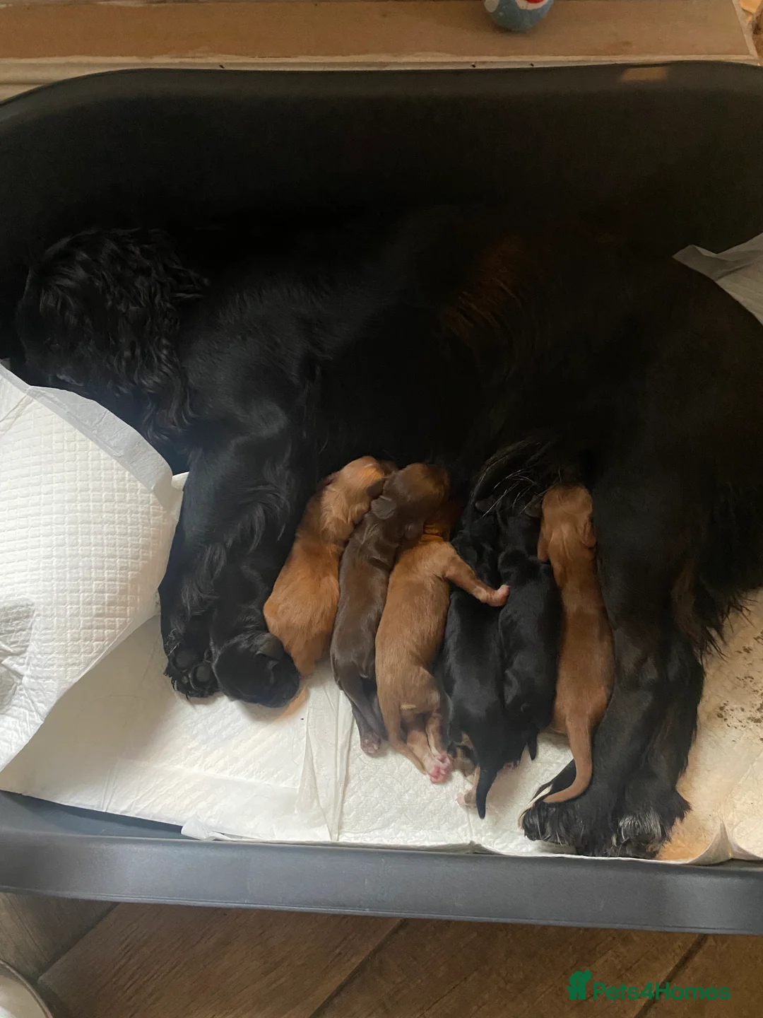 Cocker Spaniel dogs for sale: KC REGISTERED WORKING COCKER SPANIEL PUPPIES  - Advert 10