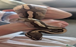 Python Snake reptiles for sale: 5 year old Royal Python GHI Lesser  - Image 1