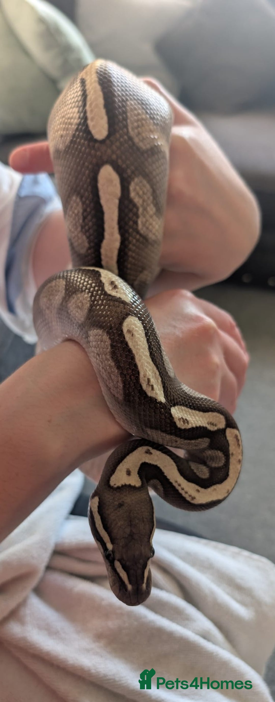 Python Snake reptiles for sale: 5 year old Royal Python GHI Lesser  - Image 1