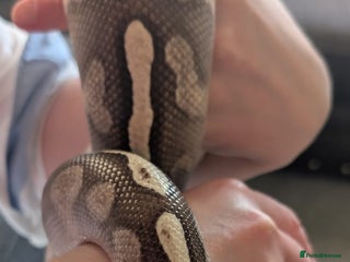 Python Snake reptiles - Advert 17
