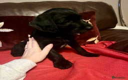 Jackapoo dogs for sale: ✨ Gorgeous Jackapoo puppies ready to leave now ✨ - Advert 15