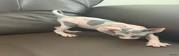 Sphynx cats for sale: sphynx kittens for sale - Advert 8