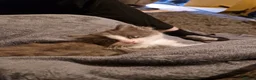 Mixed Breed cats for sale: 3 kitten for sale  - Advert 14