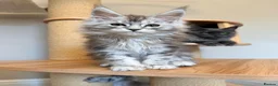 Maine Coon cats for sale: XL MAINE COON EUROPEAN LINES! Ready now!  - Advert 15