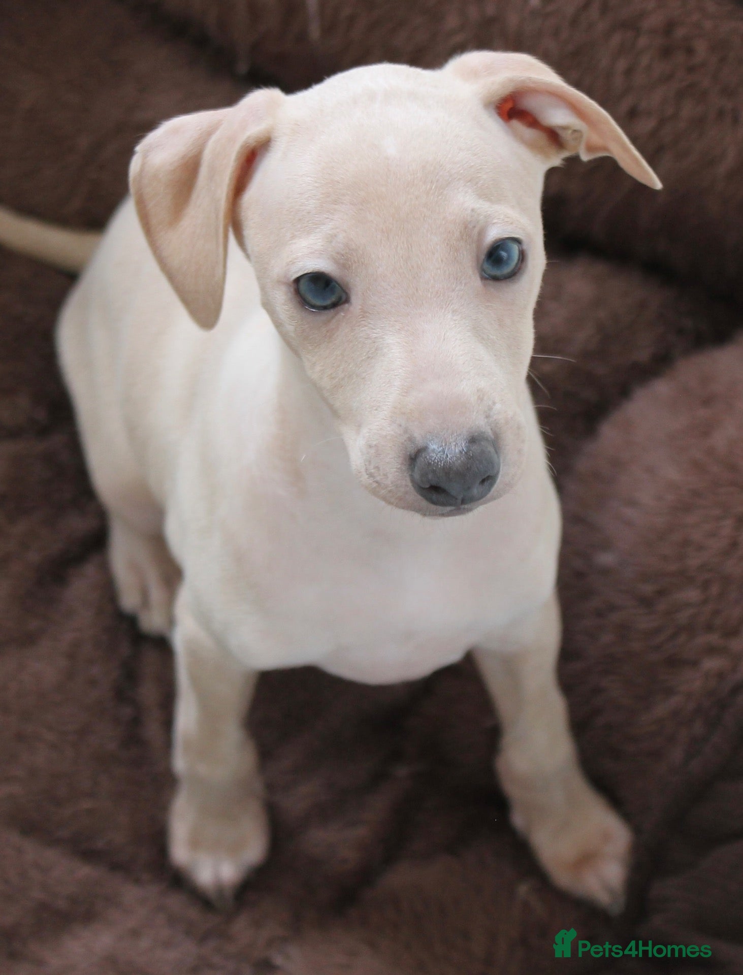 Italian Greyhound dogs Ready now Male Cream Italian Greyhound - Advert 14