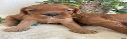 Cavapoo dogs for sale: STUNNING DNA TESTED TOY CAVAPOOS - Advert 2