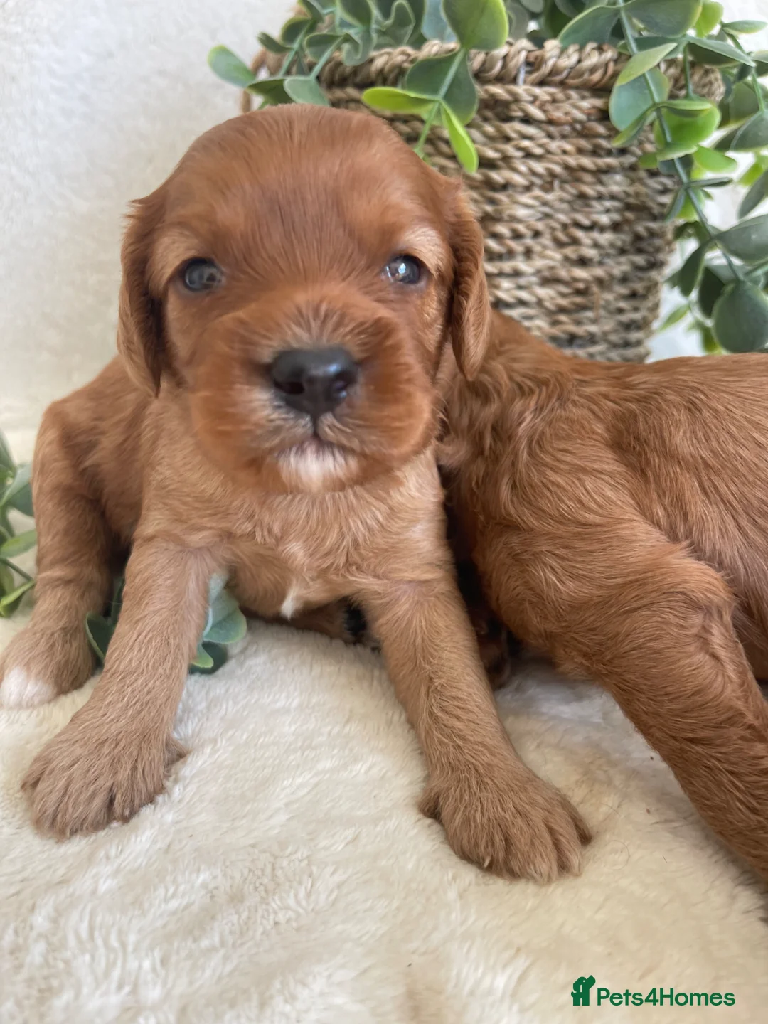 Cavapoo dogs for sale: STUNNING DNA TESTED TOY CAVAPOOS - Advert 2
