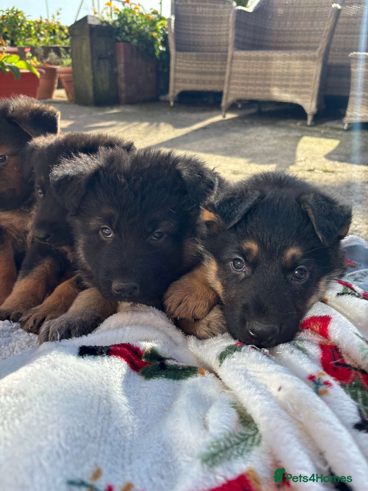 German Shepherd dogs Beautiful German Shepherd Puppies for Sale. - Advert 10