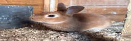 Mixed Breed rabbits for sale: Rescue bunny looking for a wonderful family - Advert 1