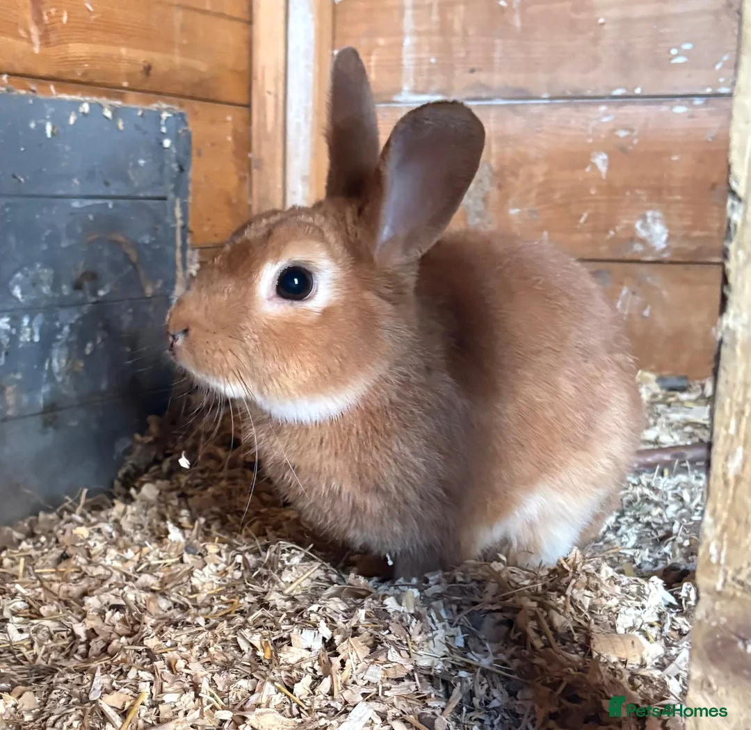 Mixed Breed rabbits for sale: Rescue bunny looking for a wonderful family - Advert 1