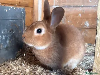 Mixed Breed rabbits Rescue bunny looking for a wonderful family - Advert 1
