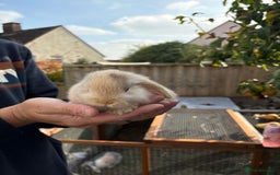 Mini Lop rabbits for sale: Gorgeous Mini Lop Bunny Rabbits - Image 12