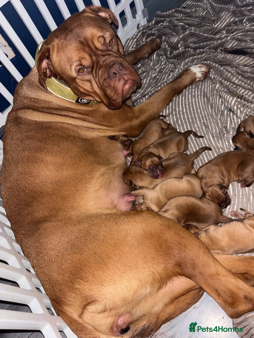 Dogue De Bordeaux dogs for sale: Quality Dogue De Bordeaux puppy’s  - Advert 2