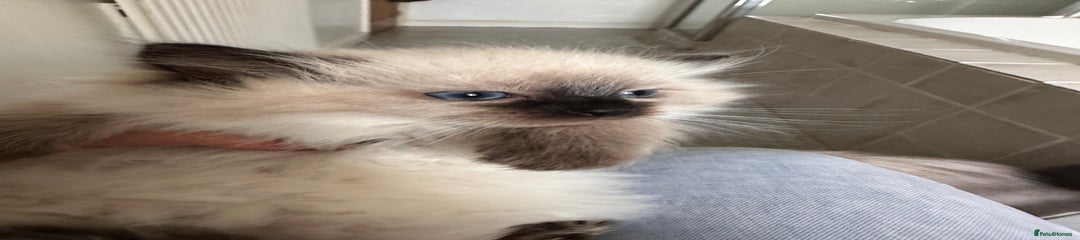 Ragdoll Kitten 4