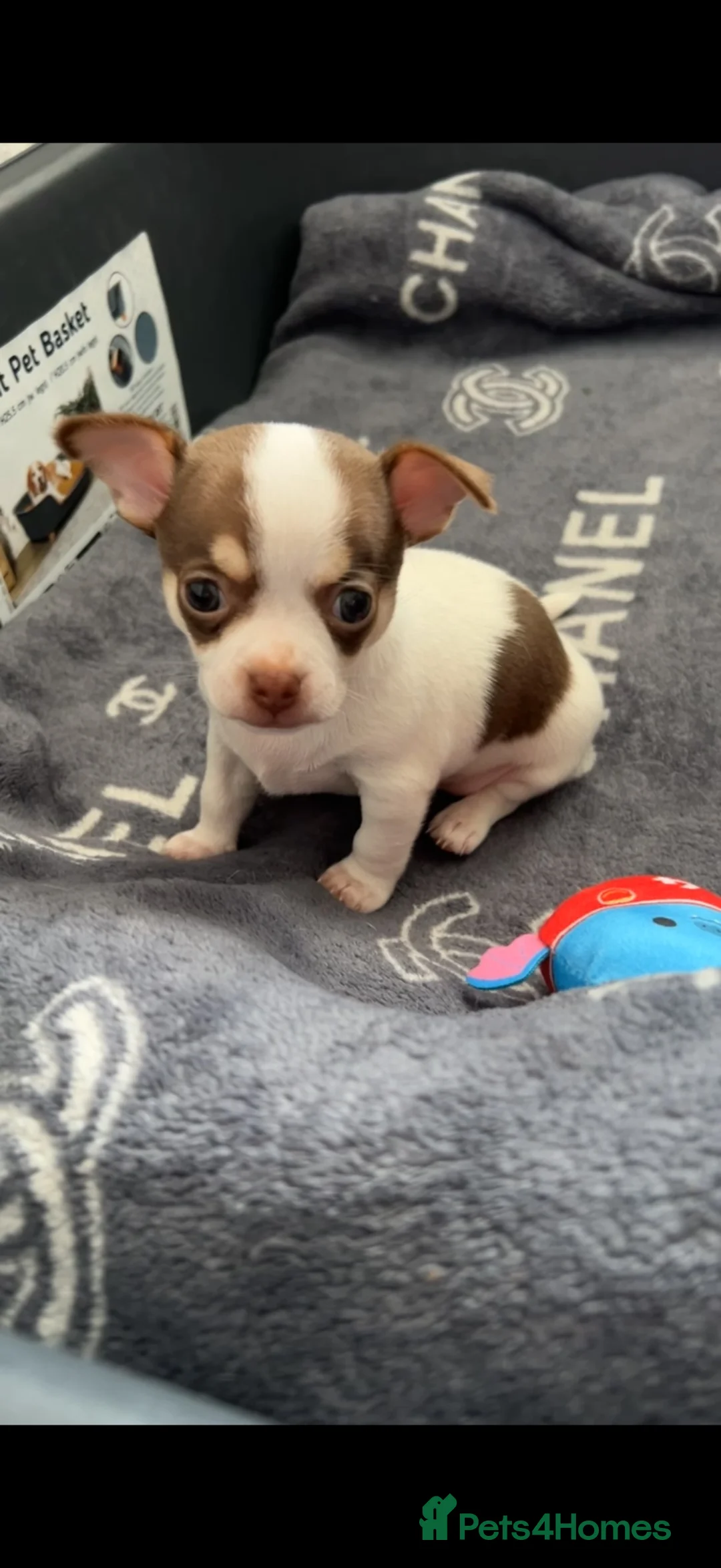 Chihuahua dogs for sale: BARNEY LOOKING FOR HIS FOREVER HOME - Advert 5
