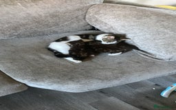 Norwegian Forest Cat cats for sale: Norwegian forest cross tabby  - Image 6