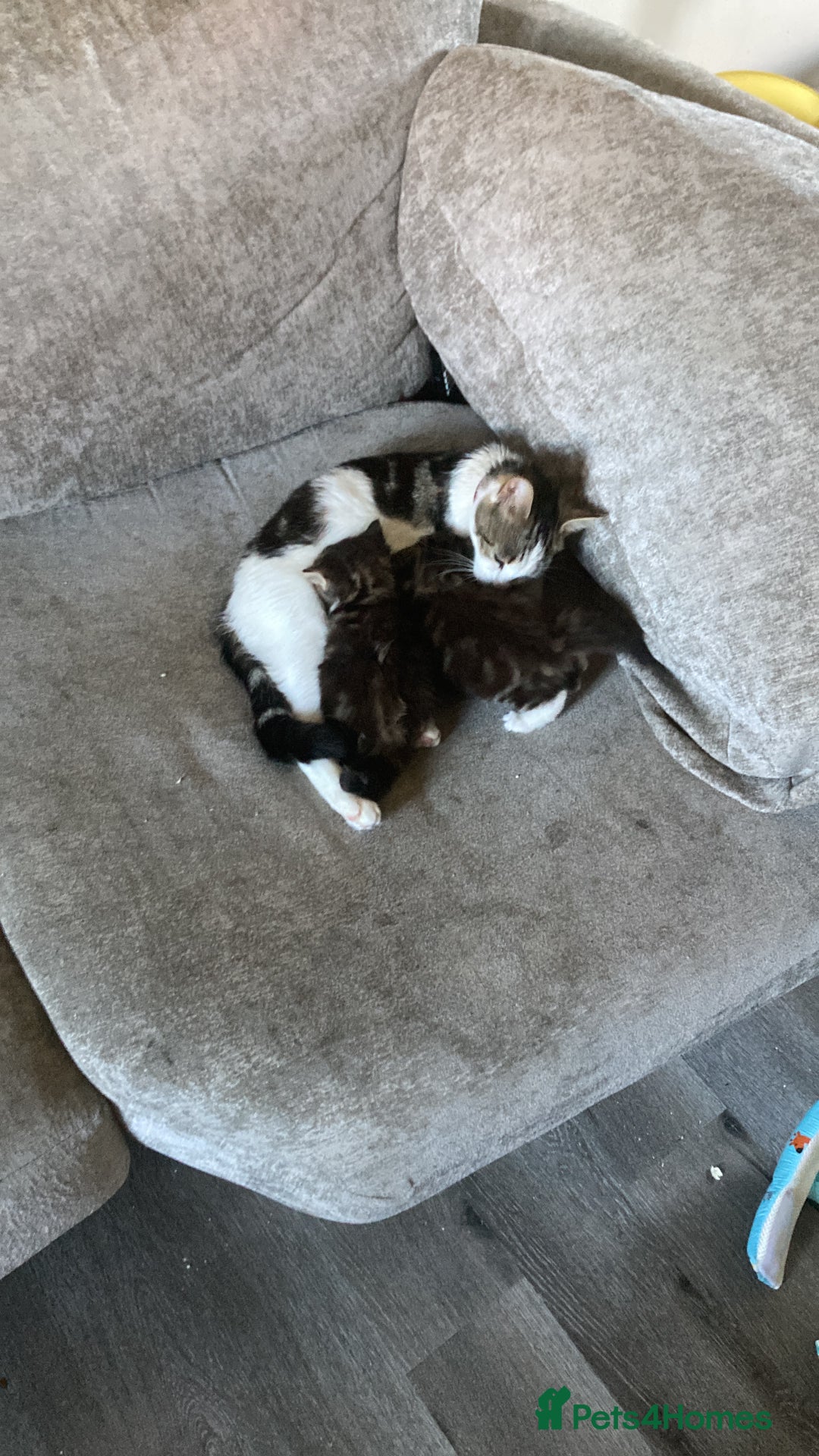 Norwegian Forest Cat cats for sale: Norwegian forest cross tabby  - Image 6