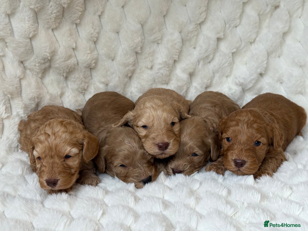 Cockapoo dogs for sale: ⭐️cockerpoo puppies⭐️ - Image 4