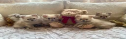 Pomchi dogs for sale: Adorable Pomchis ready to go now to family homes.  in Darlington - Advert 1